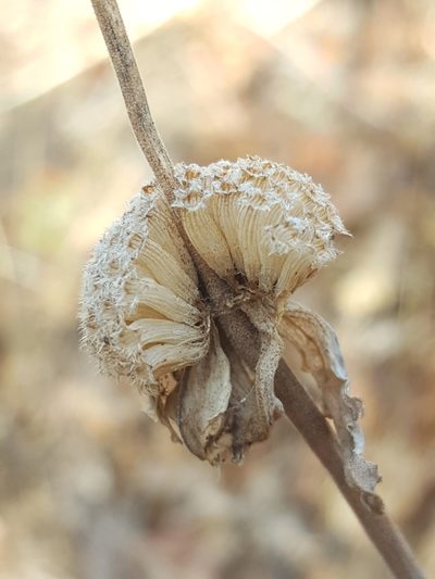 Monarda humilis, photographed by Alex Abair