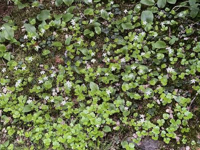 Coptis trifolia, photographed by Peter Nathaniel Boyer