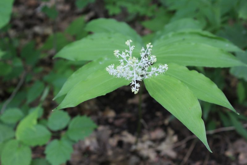 Maianthemum racemosum, photographed by Michelle Norcéide