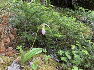 Cypripedium acaule, photographed by Mary E. Macaulay, P.Eng.