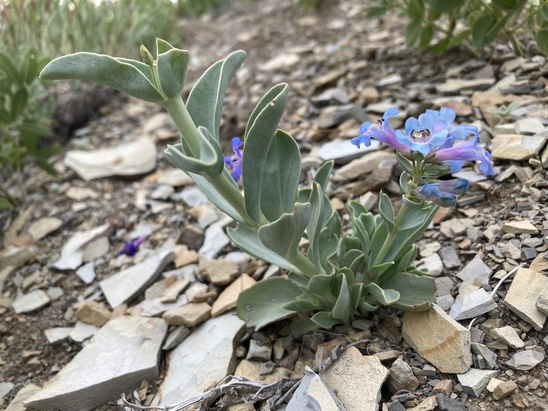 Penstemon nitidus, photographed by Cecelia Alexander