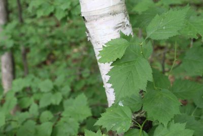 Betula papyrifera