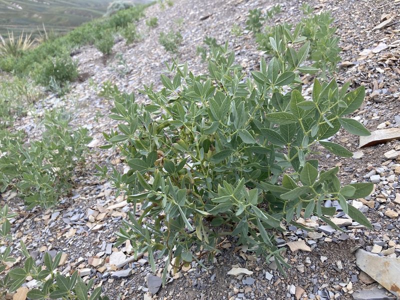 Thermopsis rhombifolia, photographed by Cecelia Alexander