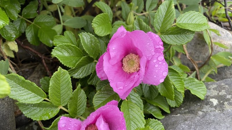 Rosa rugosa, photographed by Allison Gong