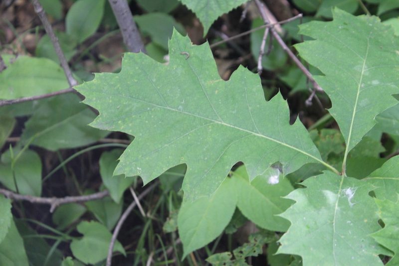 Quercus rubra, photographed by Michelle Norcéide
