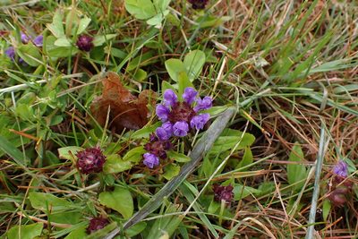 Prunella vulgaris, photographed by Allison Gong