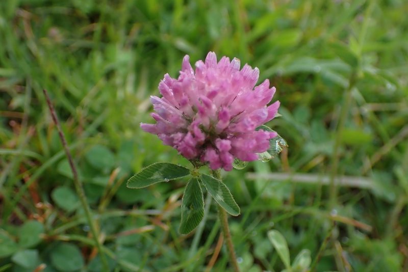 Trifolium pratense, photographed by Allison Gong