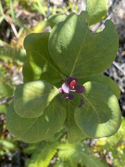 Santalum paniculatum, photographed by nebrooks