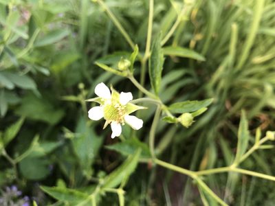 Geum canadense, photographed by Harold Draper