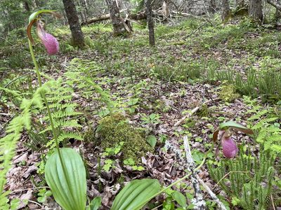 Cypripedium acaule, photographed by Mary E. Macaulay, P.Eng.