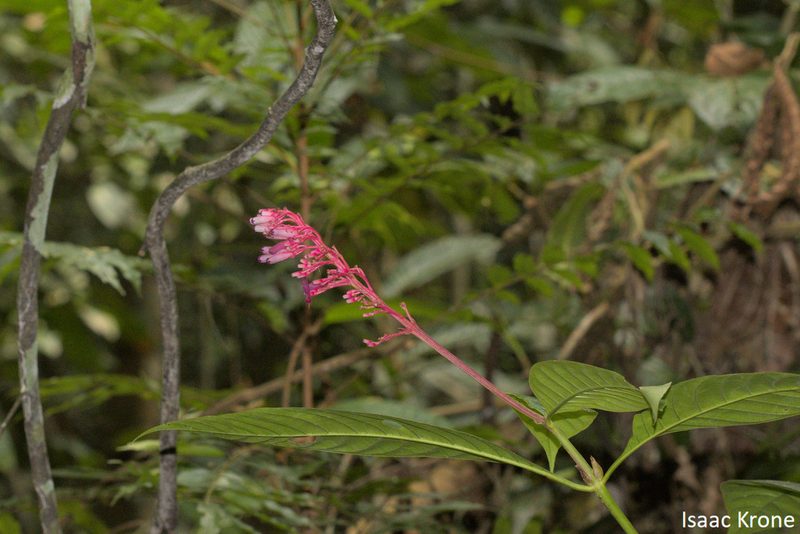 Palicourea iquitoensis, photographed by Isaac Krone