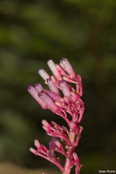 Palicourea iquitoensis, photographed by Isaac Krone