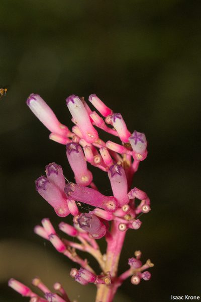 Palicourea iquitoensis, photographed by Isaac Krone