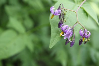 Solanum dulcamara, photographed by Michelle Norcéide