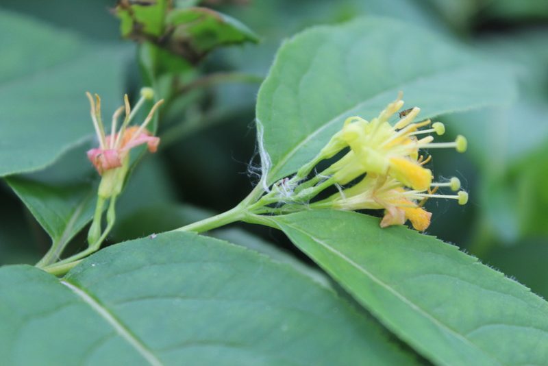 Diervilla lonicera, photographed by Michelle Norcéide