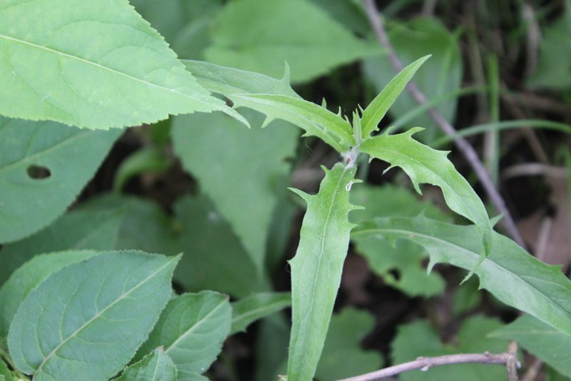 Hieracium umbellatum, photographed by Michelle Norcéide