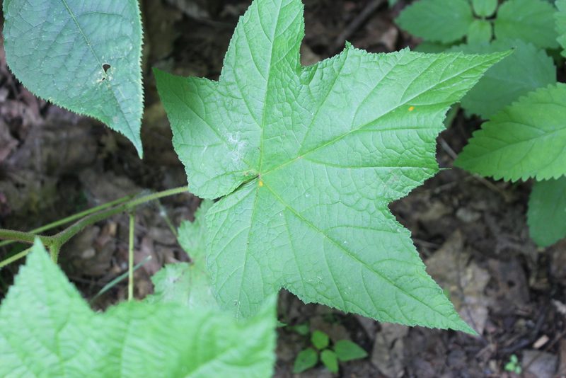 Rubus odoratus, photographed by Michelle Norcéide
