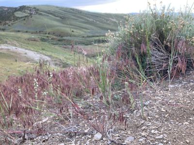 Bromus tectorum, photographed by Cecelia Alexander