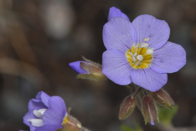 Polemonium pulcherrimum, photographed by Braden J. Judson