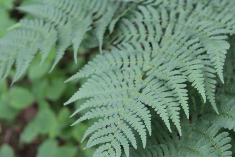 Dryopteris marginalis, photographed by Michelle Norcéide