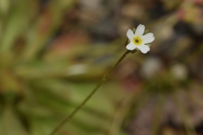 Androsace septentrionalis