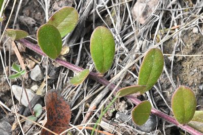 Arctostaphylos uva-ursi, photographed by Braden J. Judson
