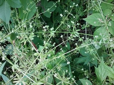 Galium aparine, photographed by Mary Crickmore