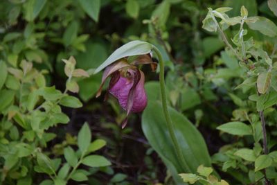 Cypripedium acaule