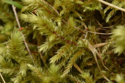 Hylocomiadelphus triquetrus, photographed by Braden J. Judson
