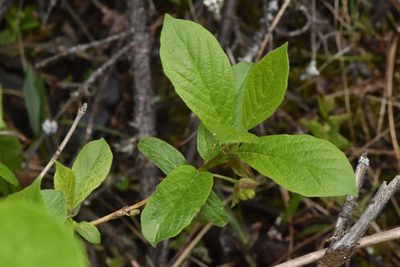 Lonicera involucrata, photographed by Braden J. Judson