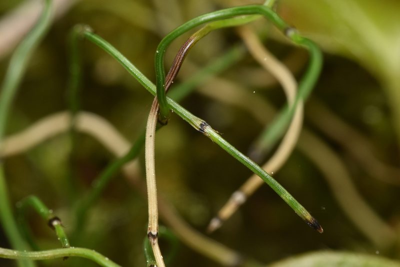 Equisetum scirpoides, photographed by Braden J. Judson