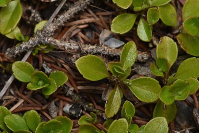 Linnaea borealis, photographed by Braden J. Judson