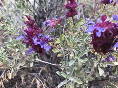 Salvia dorrii