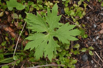 Petasites frigidus, photographed by Braden J. Judson