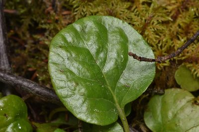 Pyrola asarifolia, photographed by Braden J. Judson