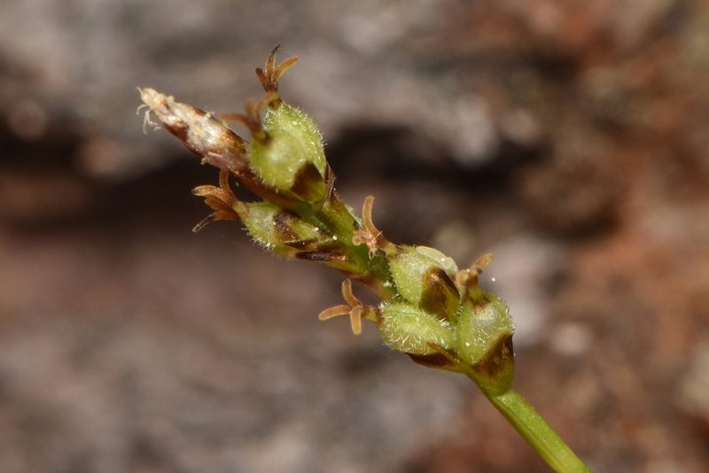 Carex concinna, photographed by Braden J. Judson