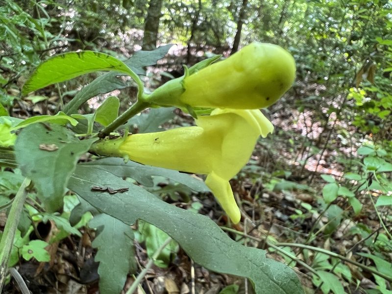 Aureolaria virginica, photographed by Anne Parker