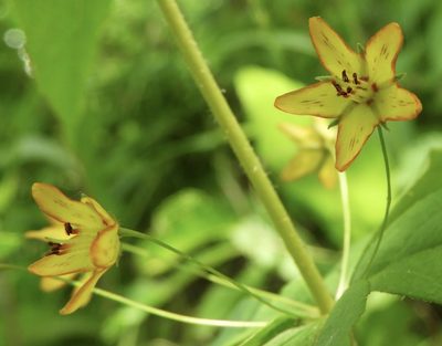 Lysimachia quadrifolia, photographed by pachips