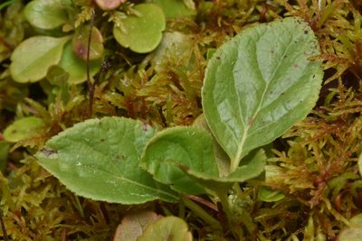 Orthilia secunda, photographed by Braden J. Judson