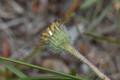 Erigeron compositus, photographed by Braden J. Judson