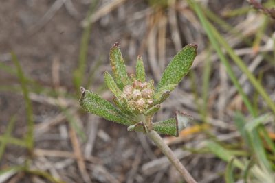 Eriogonum heracleoides, photographed by Braden J. Judson