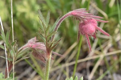 Geum triflorum, photographed by Braden J. Judson
