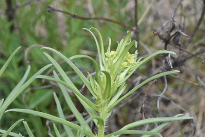 Lithospermum ruderale, photographed by Braden J. Judson