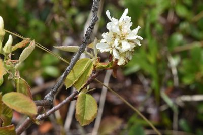 Amelanchier alnifolia, photographed by Braden J. Judson