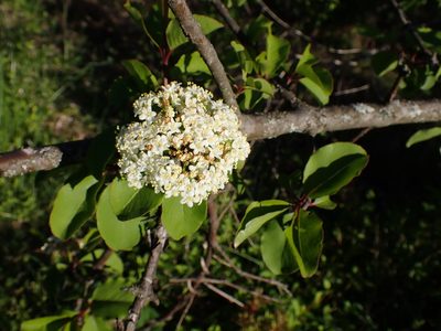 Viburnum prunifolium, photographed by Cecil Smith