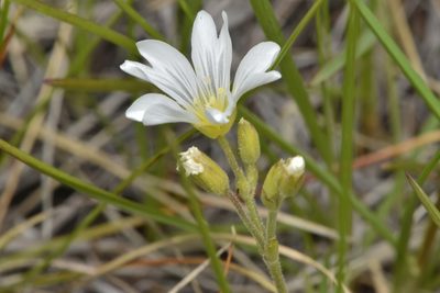 Cerastium arvense, photographed by Braden J. Judson