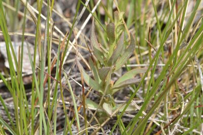 Comandra umbellata, photographed by Braden J. Judson