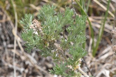 Artemisia frigida, photographed by Braden J. Judson