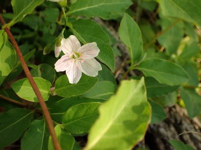 Claytonia virginica, photographed by Cecil Smith