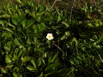 Fragaria virginiana, photographed by Justin Flint